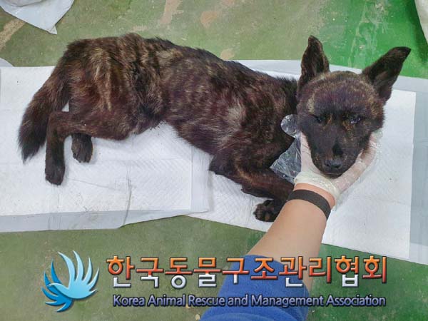 종료(자연사) 믹스…